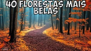 As 40 Florestas mais Belas do Mundo (Somente Fotos)