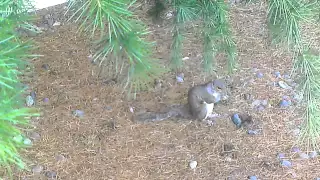 Following a City Squirrel [Raw Footage]