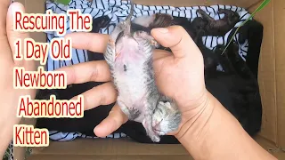 Rescuing the 1 day old newborn abandoned kittens  Caring for kittens growing up from 1- 50 days old