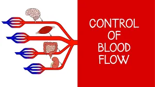 4.5 Cardiovascular Physiology: Control of blood flow