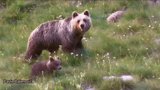 How Fast Can a Brown Bear Run? (medvjedi u bijegu)