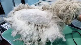 This MATTED DOG Had Lot's Of Hair in His Ears