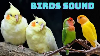 Cocktail Birds singing Quickly Relief Stress&Anxiety Deep Healing Music for Body Birds liveTV EP 35
