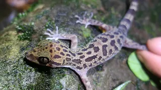 Laos #5 Chasse aux écailles dans la jungle sauvage