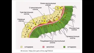 Задание ЕГЭ на мультипотентные интерстициальные  клетки