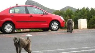 Baboons Attack - Cape Of Good Hope