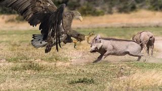 A King Of The Sky - Eagle Attack Warthog In The Wild