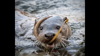 Mull Otters