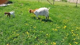 Baby goat April 18, 2024