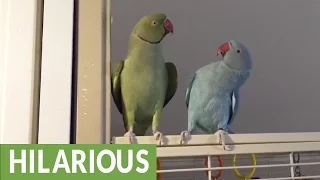 Parakeet brothers engage in full length conversation