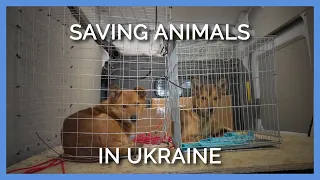 Saving Animals in Ukraine