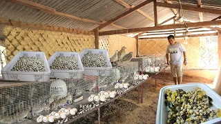 Amazing Modern Quail Farming- Thousands of quail chicks for future layers │Episode 2