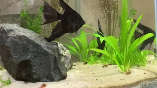 Нерест чёрных скалярий. Весь процесс. Angel fish breeding process.