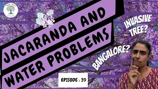 Jacaranda Tree causes Water Problems?