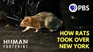 How NYC Became a Rat Kingdom 🐀