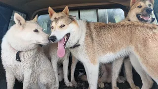 По горячим следам побега