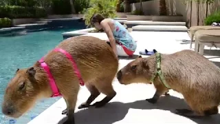 Capybaras playing in a pool