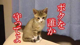 かわいい子猫が突然お家にやってきた－その時、先住猫達は・・・？！5日目－kitten came to our house 6