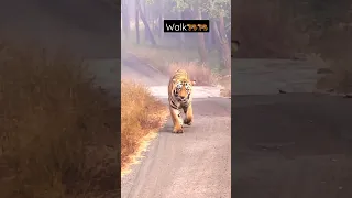 | big Tiger In Tadoba Waghdoh🐅🐅😱| #shorts #shortvideo #youtubeshorts #viral #shortsfeed #tadoba