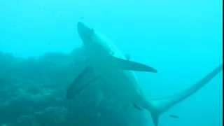 Trasher shark / Акула - лисица (2)