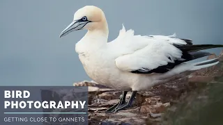 Northern Gannet | BIRD PHOTOGRAPHY | Olympus EM1ii, M.Zuiko 300mm f4