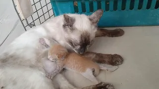 Foster Mother Cat Adopting And Feeding Milk To Orphan Starving Kitten Who Is Struggling To Walk