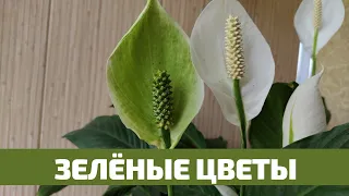 Спатифиллум, Зелёные Цветы Причина