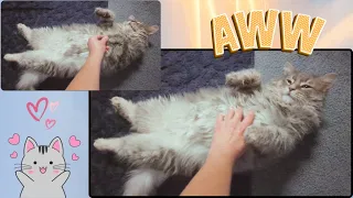 This FLUFFY CAT loves being rubbed  awww