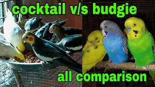 cocktail v/s budgies | cocktail or budgies which is best | budgies or cocktail which is best bird