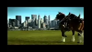 Budweiser & Clydesdale honoring New York on 9/11/11