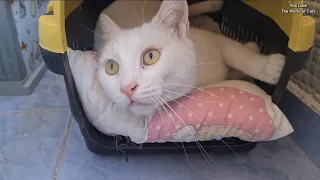 Angry White Cat has never been this calm before.