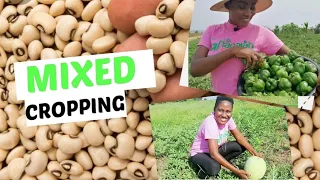 How To Make Profits From Mixed Cropping Farming In Ghana As A Beginner || 2022