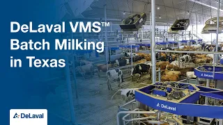 DeLaval VMS™ Batch Milking in Texas