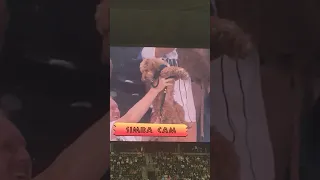 Dogs on the Simba Cam at T-Mobile Park Bark at the Park Night