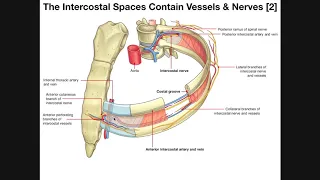 The Intercostal Muscles & Intercostal Spaces