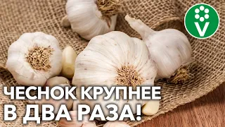 ЭТО УВЕЛИЧИТ РАЗМЕР ЛУКОВИЦ ЧЕСНОКА ВДВОЕ! Обязательно попробуйте!