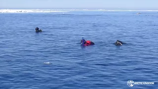 Swimming with Narwhal in the High Arctic | Arctic Kingdom