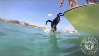 This Talented Labrador Dives And Catch Lobsters