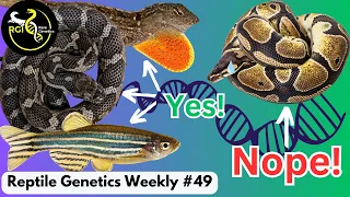 Ball Pythons Missing Chromatophores & An Ultramel Spotlight! - RGW Ep 49