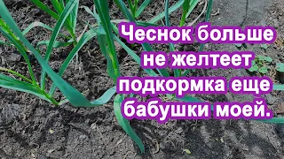 Бабушка под Чеснок вливала Этот "Раствор" Чеснока в 2 раза больше, кончики чеснока не желтели. Опыт.