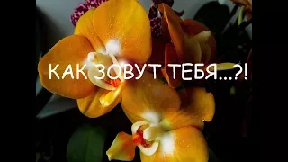 Как зовут тебя, прекрасное создание?!. 3 часть. Обзор  цветущих орхидей с названиями.