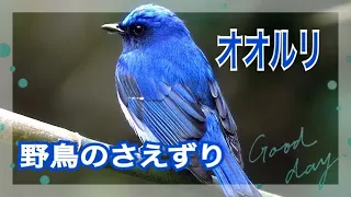 【癒し】透き通る小鳥の鳴き声、野鳥、オオルリの美しいさえずりに癒される