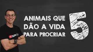 Animais que morrem após reprodução