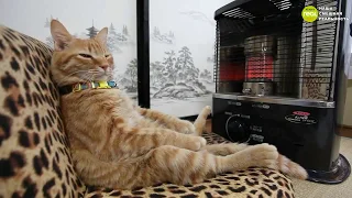 ► Кот отдыхает на диване || Видео приколы про котов