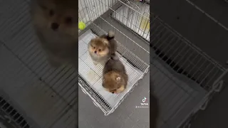 Hai chú cún phốc sóc cực xinh | Bán chó phốc sóc | Bánh Bò Pomeranian