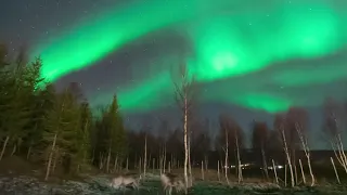 Reindeer 'Unbothered' by Norwegian Aurora Borealis