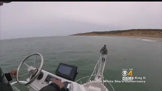 Shark Attack Follows Numerous Sightings On Cape Cod This Summer