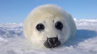 Baby seals, I'm still too small to know what to do in front of the camera.