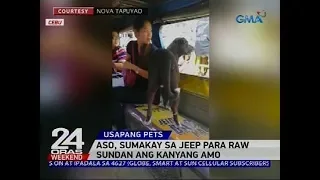 Aso, sumakay sa jeep para raw sundan ang kanyang amo