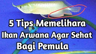 5 Tips Memelihara ikan Arwana Agar Sehat Bagi Pemula || Pemula Harus Tau